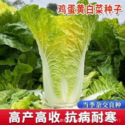 鸡蛋黄白菜种子秋季黄心大白菜籽四季快菜籽好吃抗病高产蔬菜种孑