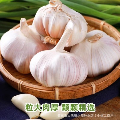 山东大蒜种子金乡大蒜紫白皮大蒜家用种子蒜子网兜装