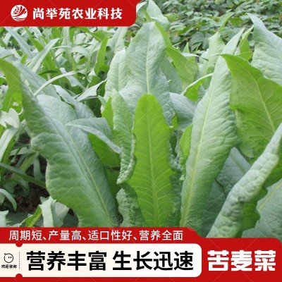 多年生苦麦菜鹅菜四季高州苦麦菜人吃猪鸡鸭鹅鱼种籽蔬菜简单种植