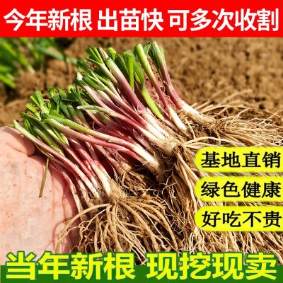 头茬新根韭菜根苗紫色韭菜根四季韭菜种根盆栽韭菜根阳台当年新根