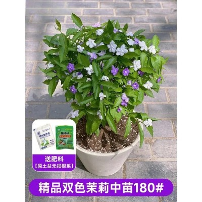 双色茉莉花盆栽老桩棒棒糖独杆大苗香绿植高级感客厅鸳鸯茉莉花苗