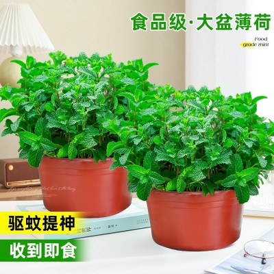 大盆薄荷可食用盆栽大苗驱蚊绿植迷迭香室内四季香草植物猫薄荷叶