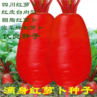 红心红皮萝卜种子蔬菜种子水萝卜中熟品种红萝卜