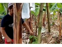香蕉种植巧用再生妙招砍老留芽循环栽种提质增产