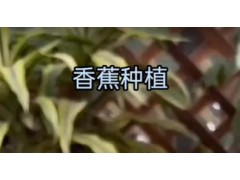 香蕉种植